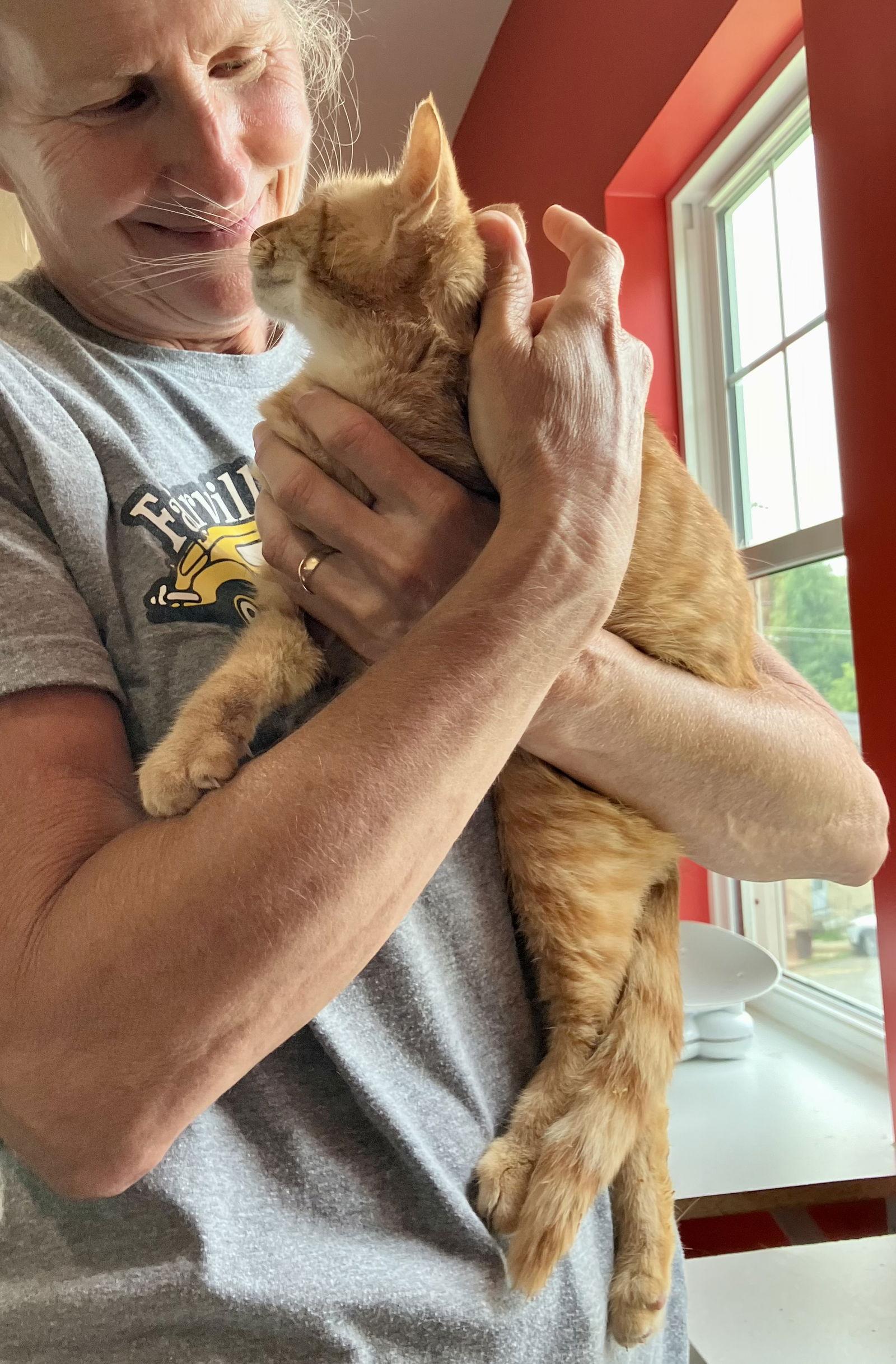 Enlarge Clementine (FCID# 03/07/2024 - 18) SN food, a Adoptable Tabby in Greenville, DE image 1/3