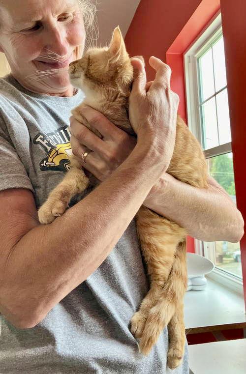 Enlarge Clementine (FCID# 03/07/2024 - 18) SN food, a Adoptable Tabby in Greenville, DE image 3/3