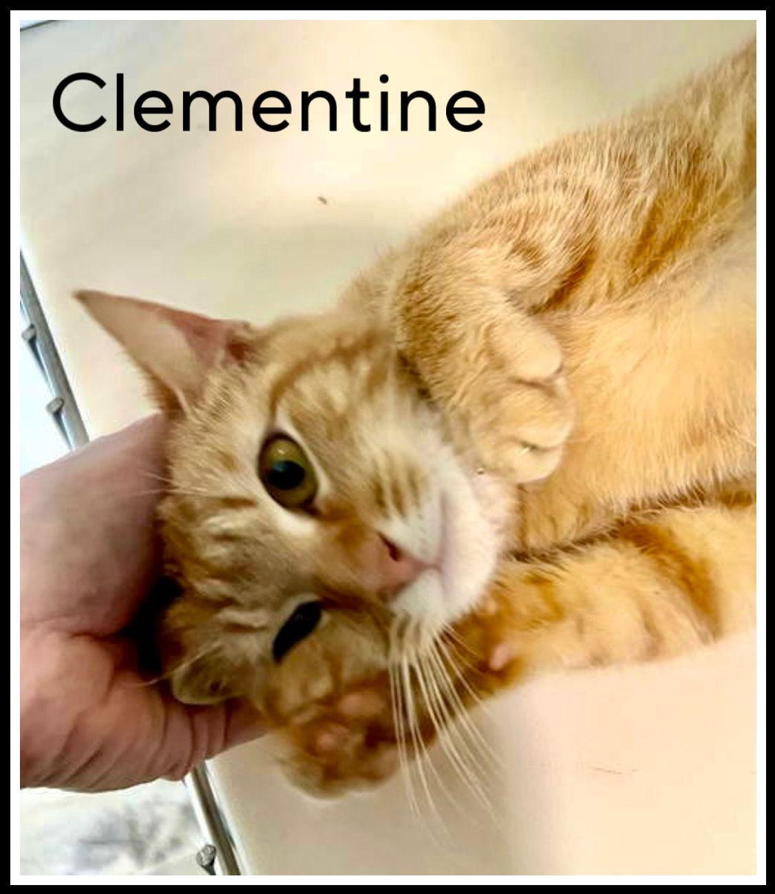 Clementine (FCID# 03/07/2024 - 18) SN food, Adoptable, Young Female Tabby.