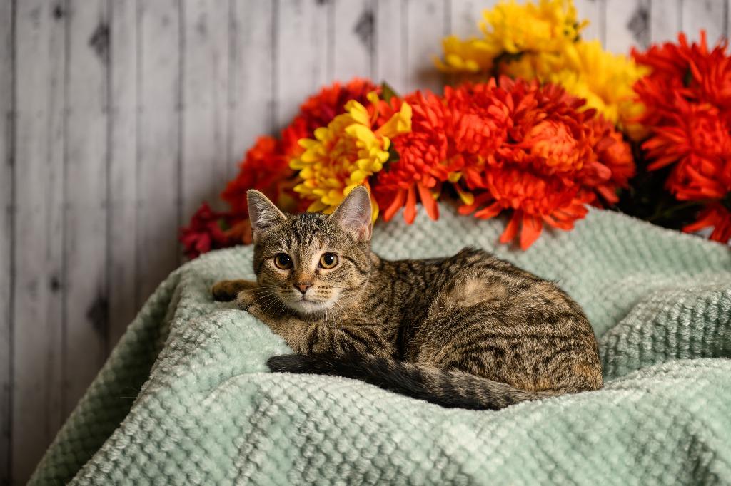 Lindsay, Adoptable, Kitten Female Domestic Short Hair.