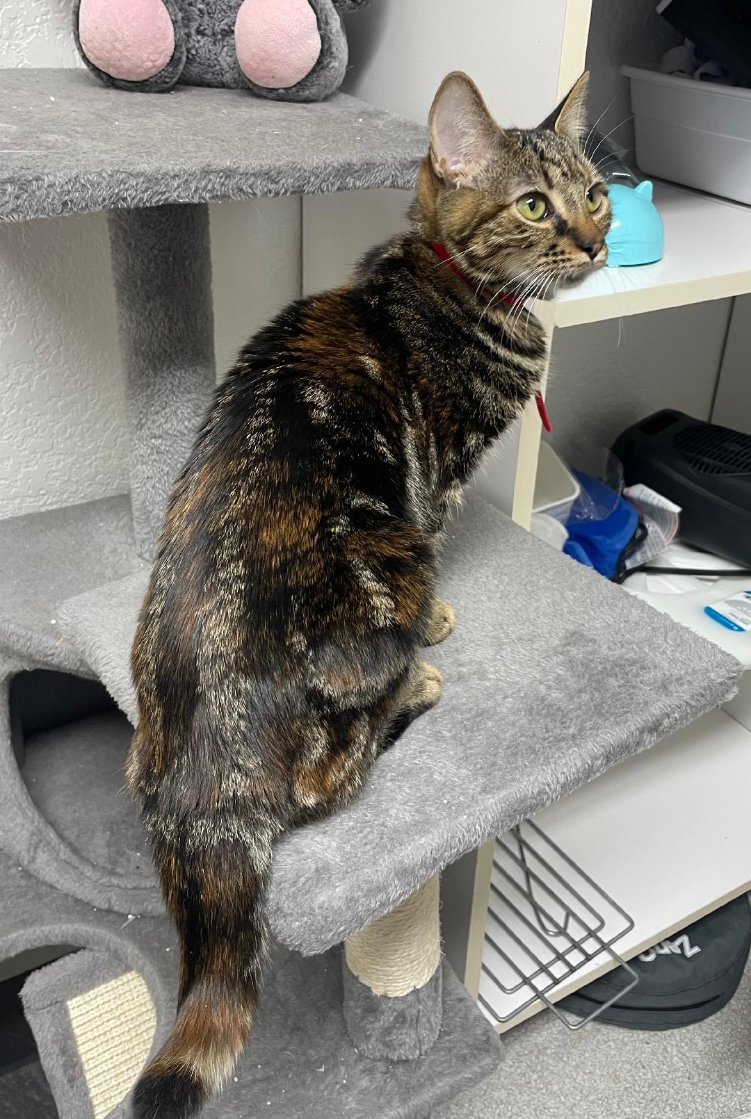 Enlarge Mimi, an adopted Domestic Short Hair in Pasco, WA image 1/1