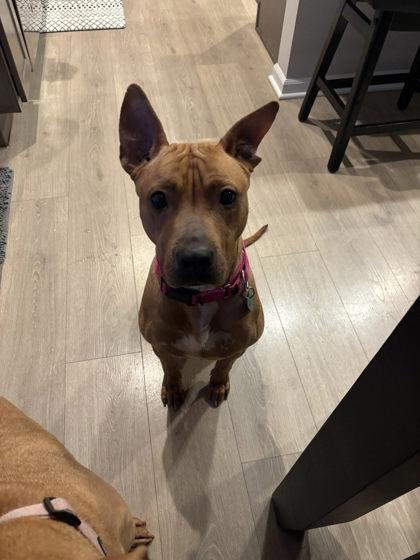 Tinkerbell, a Adoptable mixed breed in Munster, IN image 2/2