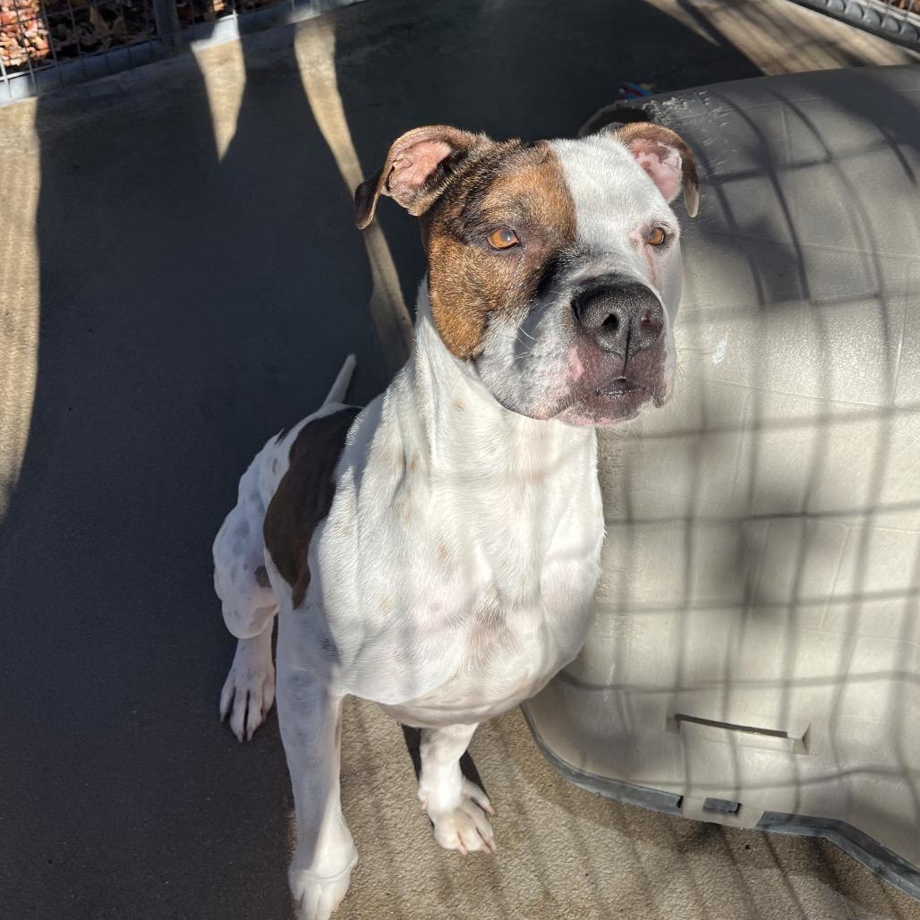 riddley, Adoptable, Adult Male Pit Bull Terrier & Mixed Breed.