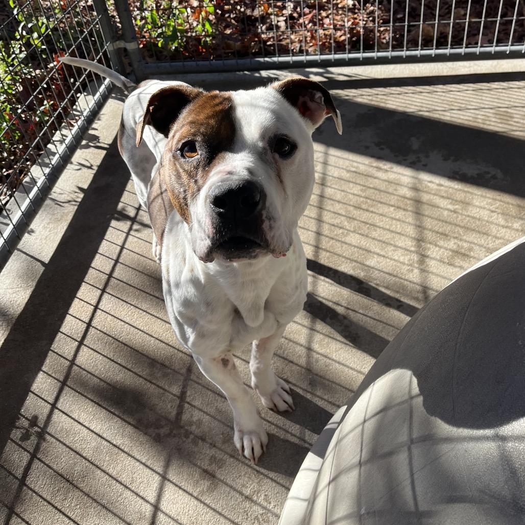 riddley, a Adoptable mixed breed in Smithfield, NC image 2/3