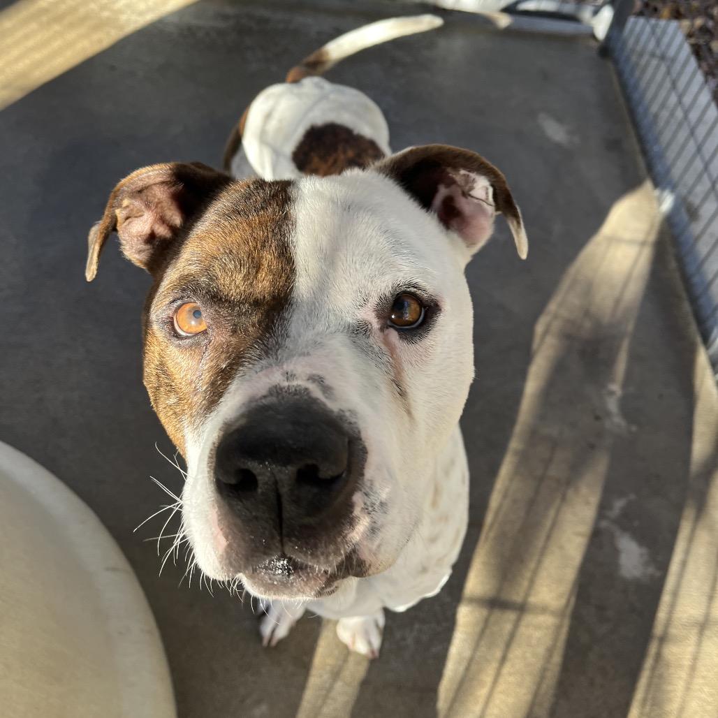 riddley, a Adoptable mixed breed in Smithfield, NC image 3/3