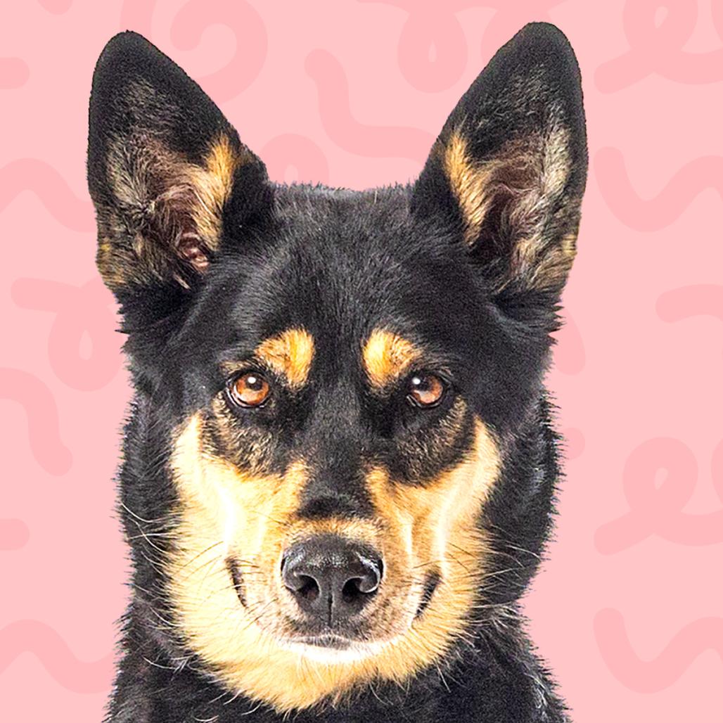 Korra, Adoptable, Adult Female Shepherd & Mixed Breed.