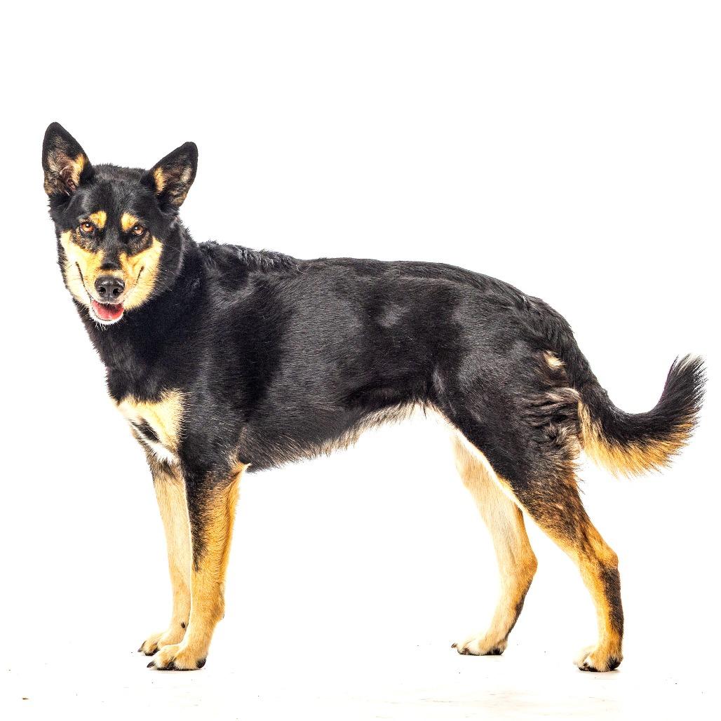 Enlarge Korra, a Adoptable mixed breed in Reno, NV image 2/6