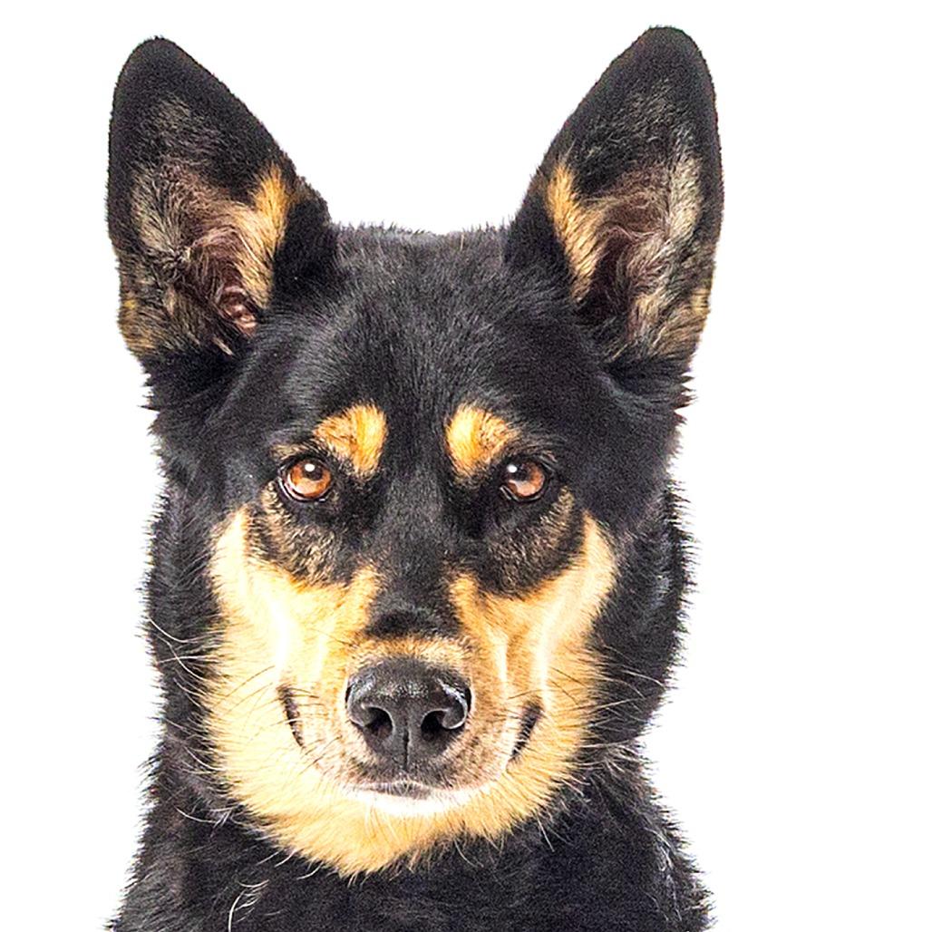 Enlarge Korra, a Adoptable mixed breed in Reno, NV image 3/6