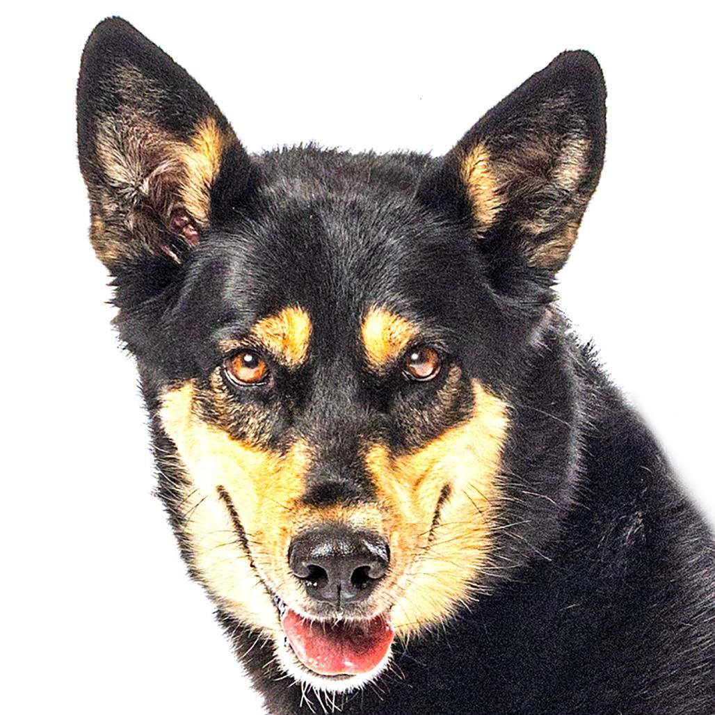 Enlarge Korra, a Adoptable mixed breed in Reno, NV image 4/6