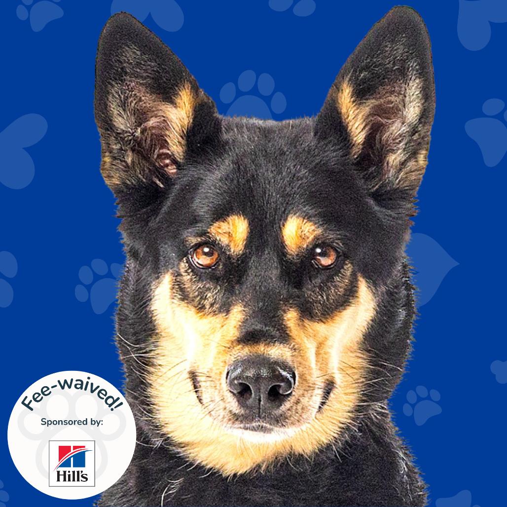 Enlarge Korra, a Adoptable mixed breed in Reno, NV image 5/6