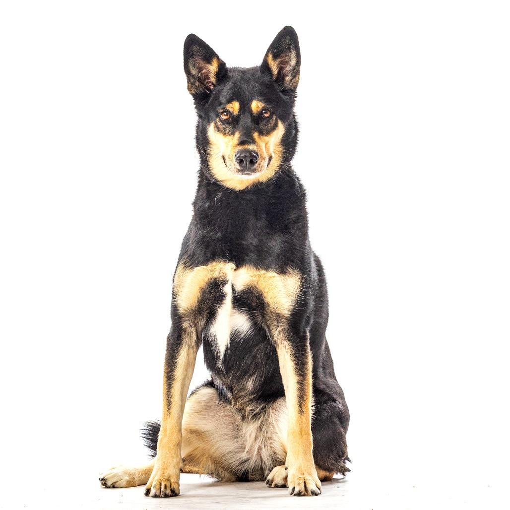 Enlarge Korra, a Adoptable mixed breed in Reno, NV image 6/6