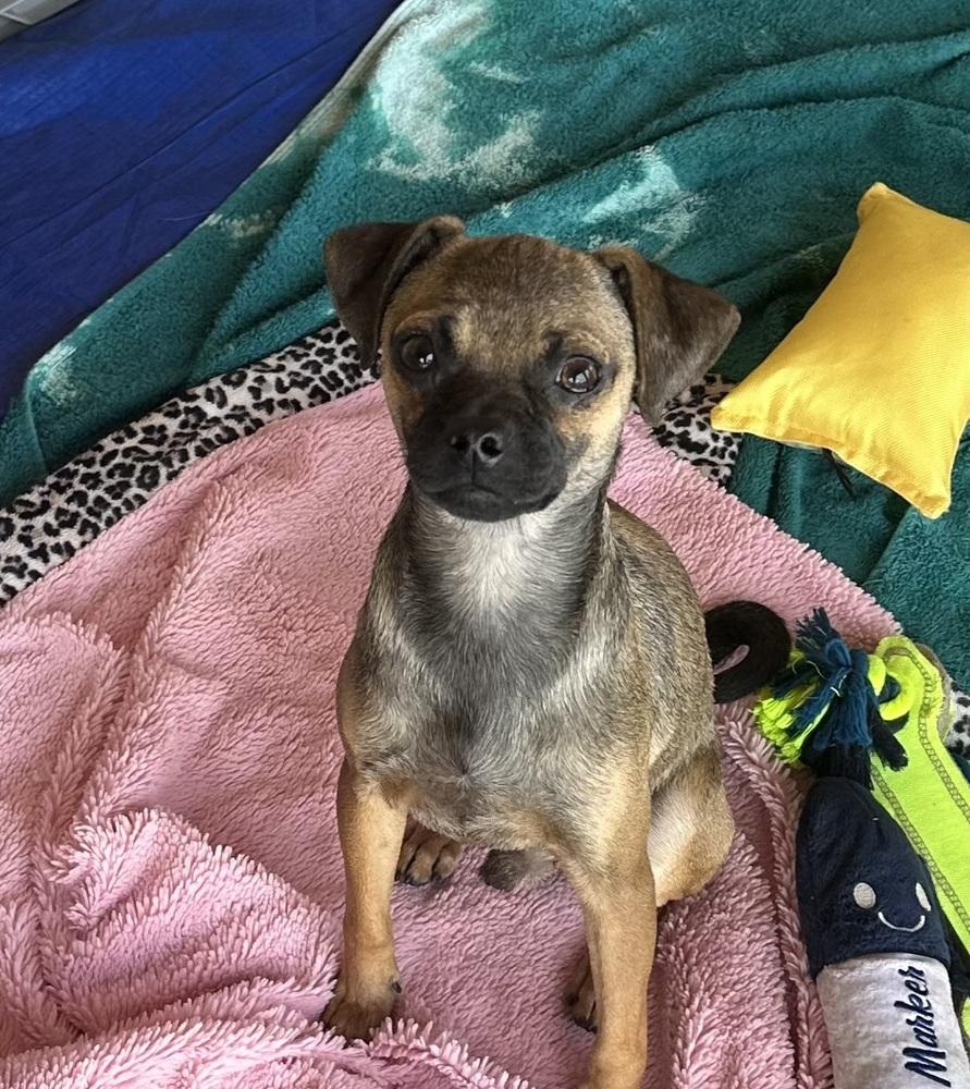 Stevie, Adoptable, Young Male Pug & Chihuahua.