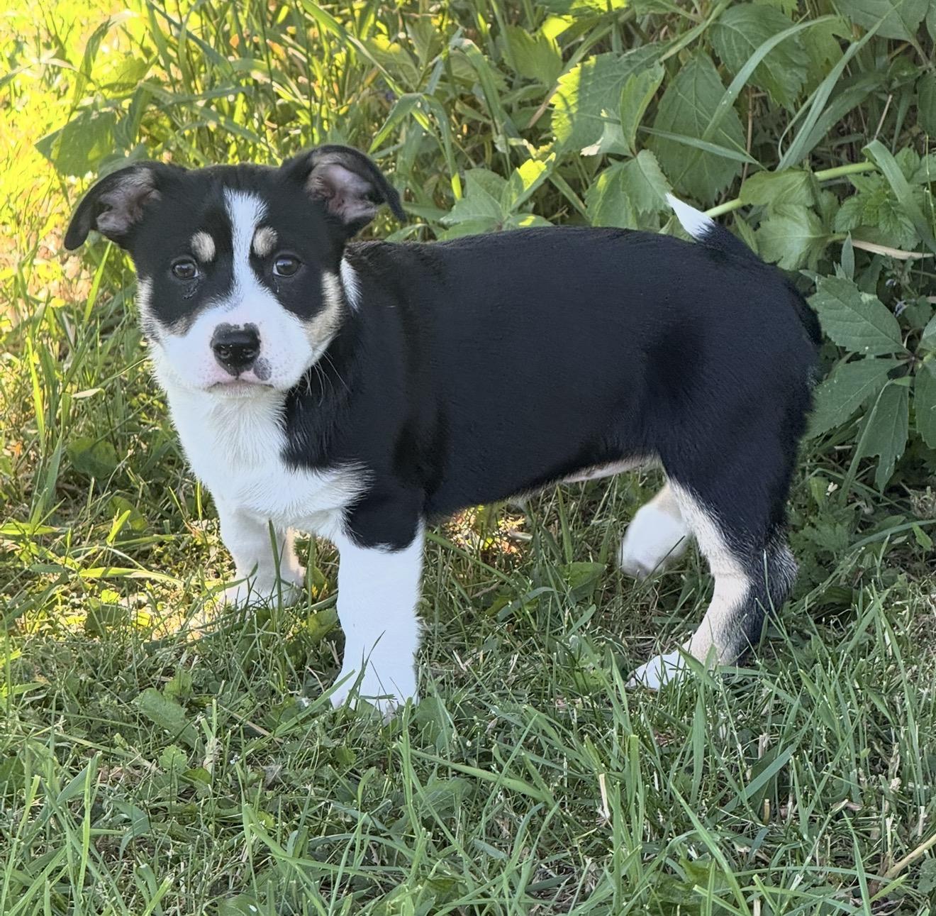 Daphne, a ADOPTABLE mixed breed in Hales corners, WI image 3/3