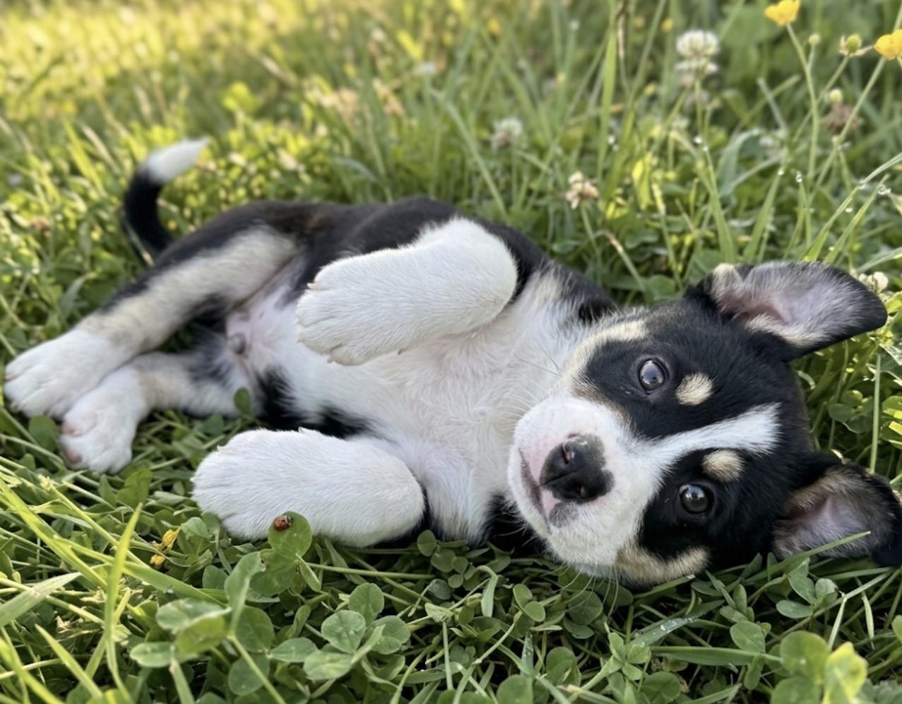 Daphne, a ADOPTABLE mixed breed in Hales corners, WI image 1/3