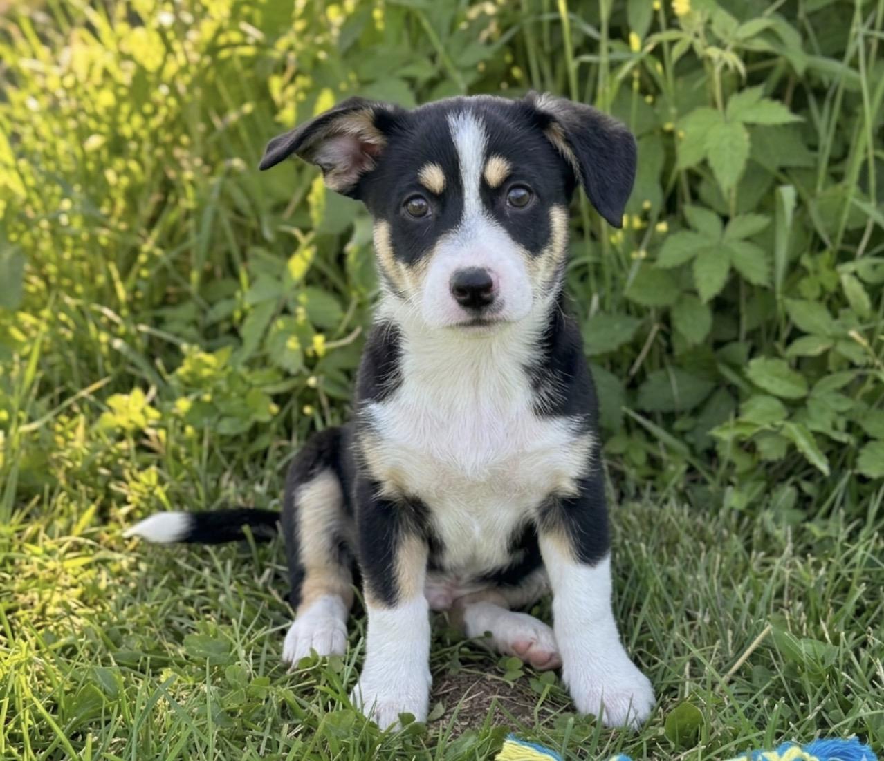 Daphne, a ADOPTABLE mixed breed in Hales corners, WI image 2/3