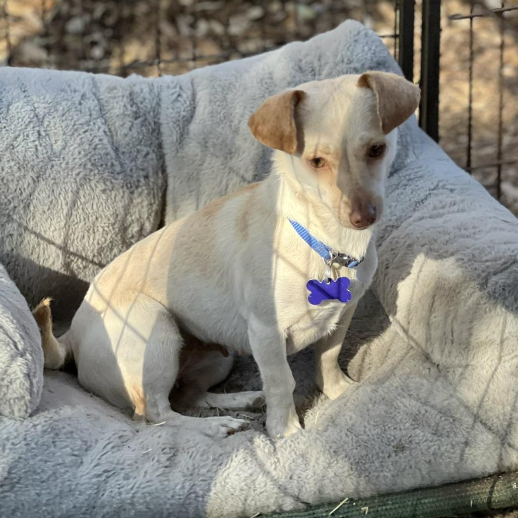 Enlarge Dior, a Adoptable mixed breed in Boerne, TX image 3/4