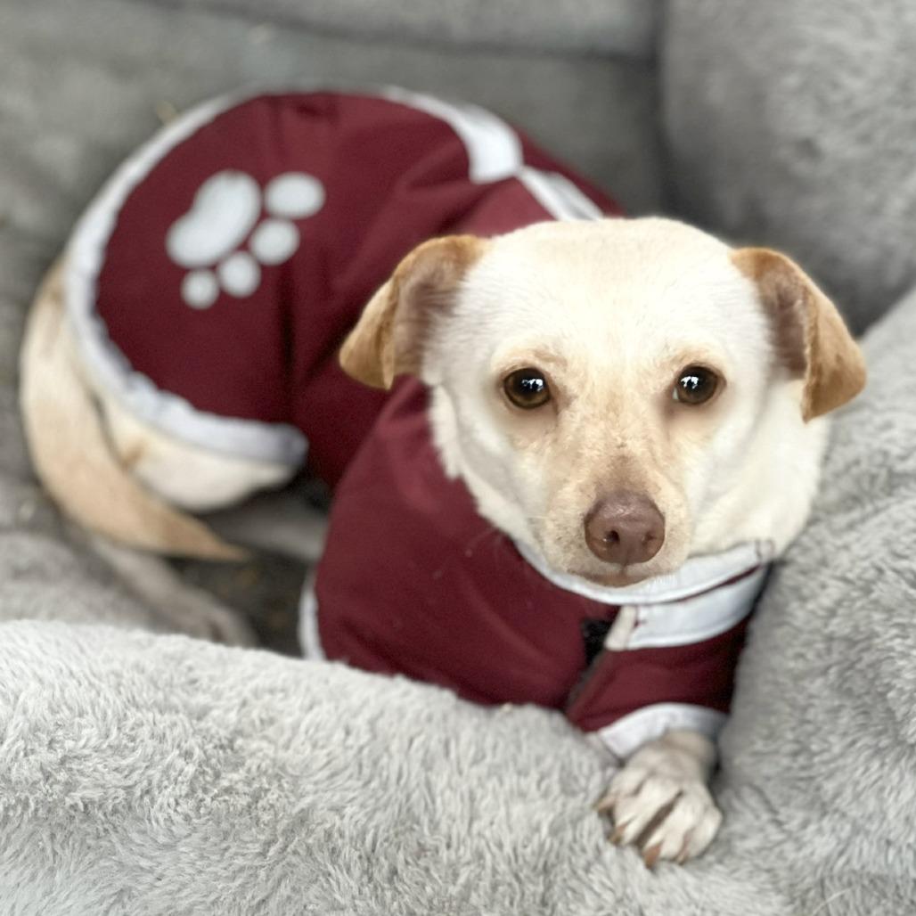 Dior, Adoptable, Adult Female Chihuahua.