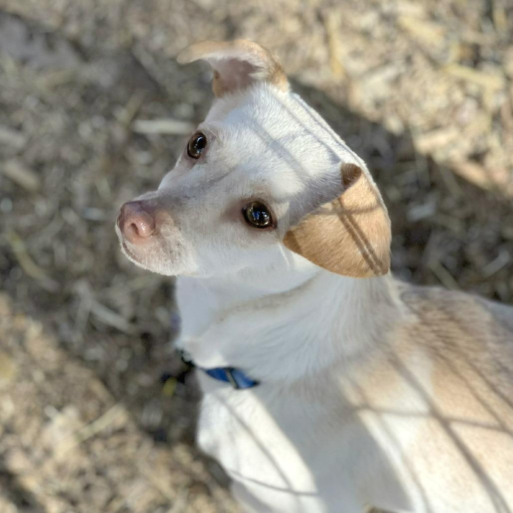 Enlarge Dior, a Adoptable mixed breed in Boerne, TX image 4/4