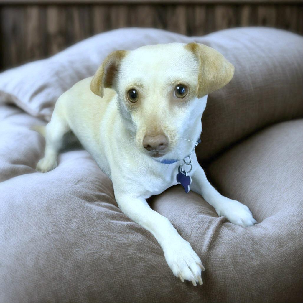 Enlarge Dior, a Adoptable mixed breed in Boerne, TX image 2/4