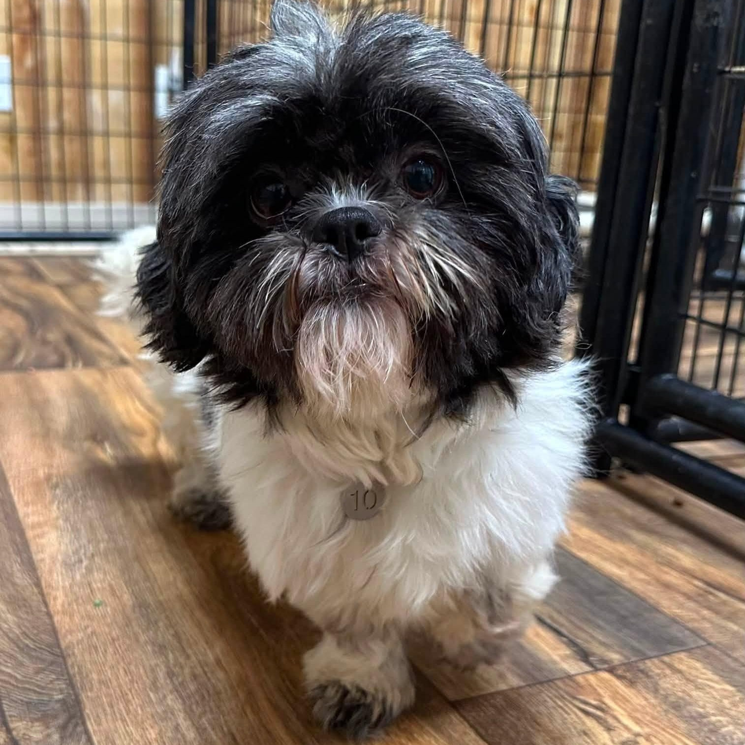Freya -Foster Home Needed, ADOPTABLE, Adult Female Shih Tzu.