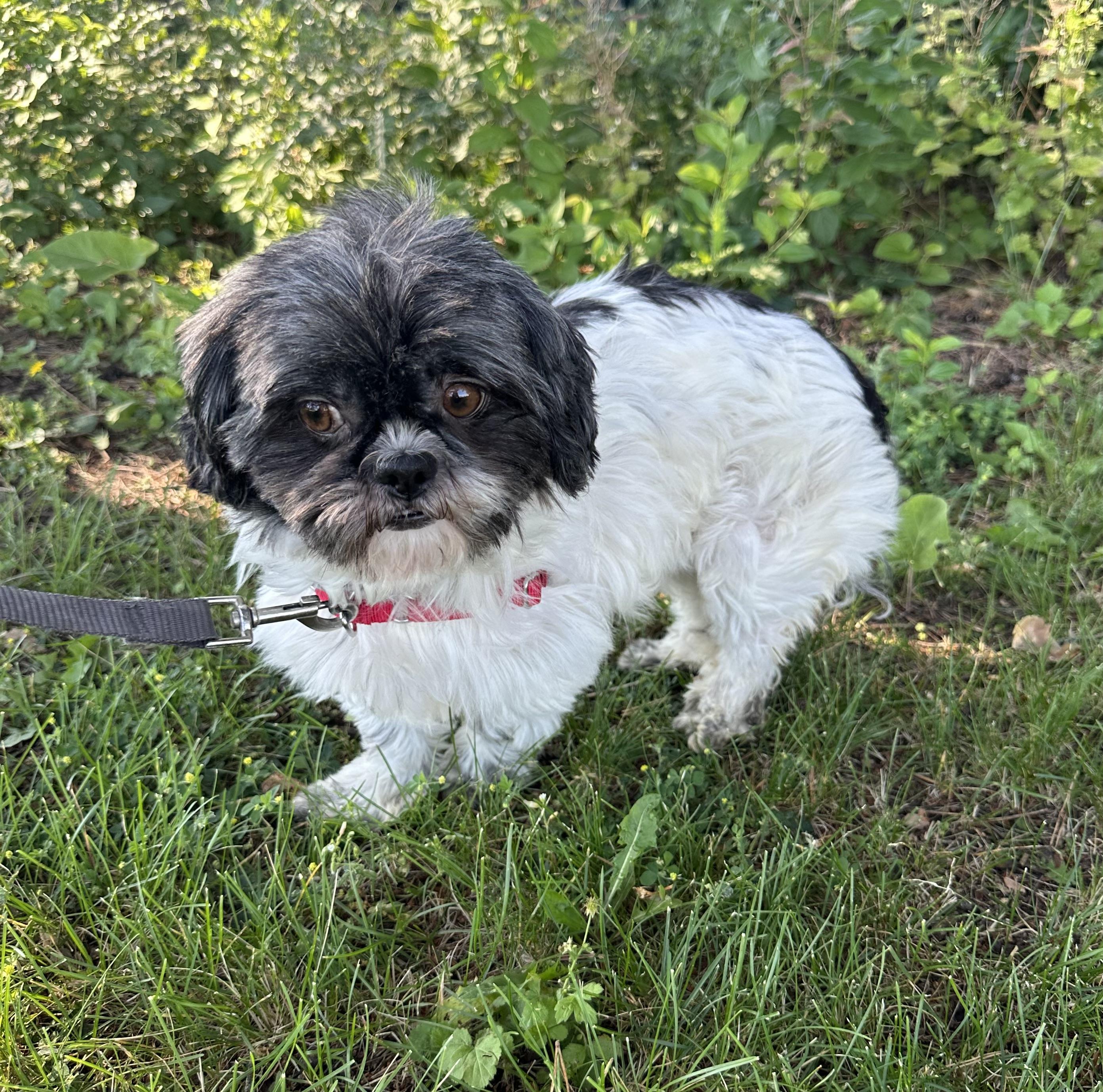 Freya (10)-Foster Home Needed, a ADOPTABLE Shih Tzu in Hartland, WI image 2/6
