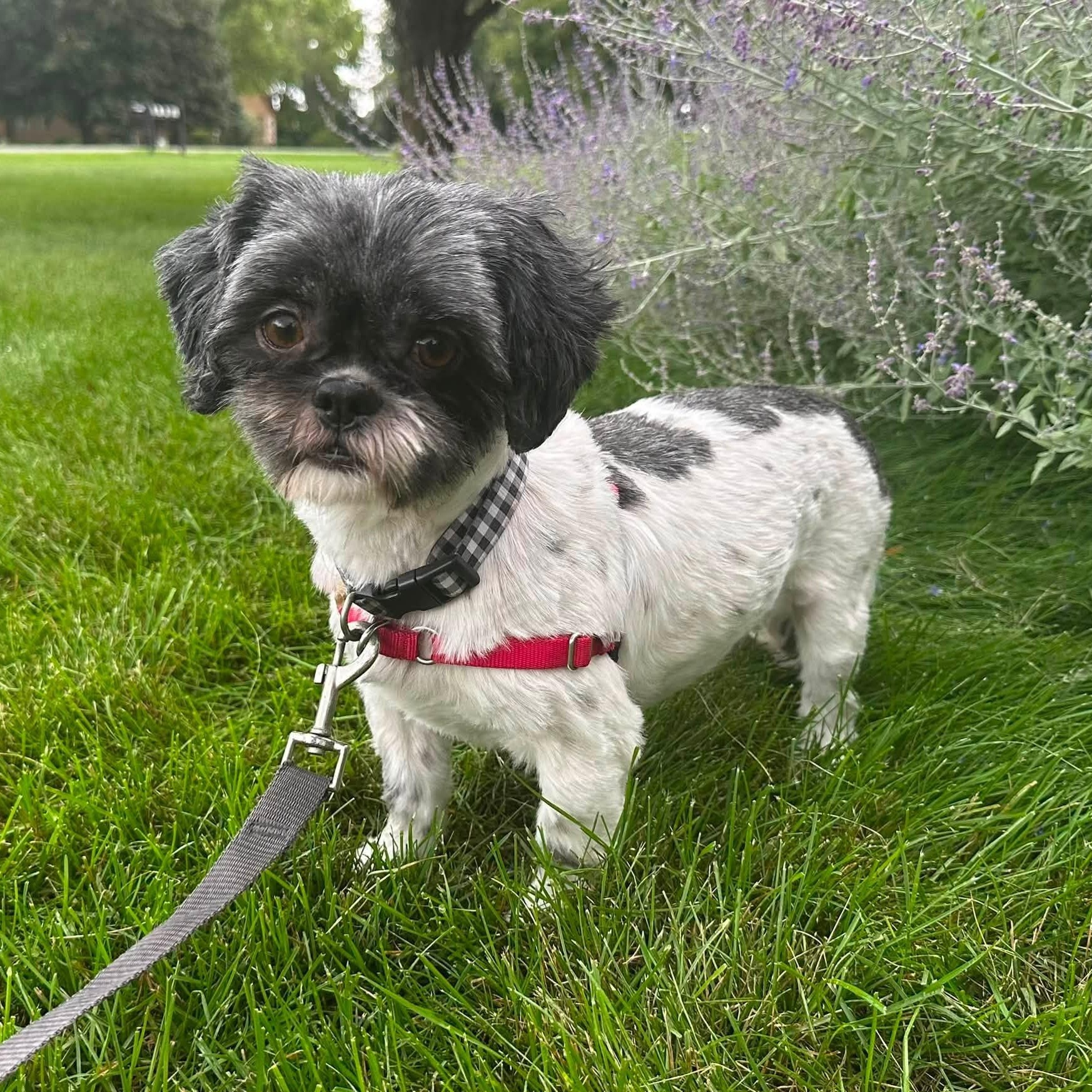 Enlarge Freya, a Adoptable Shih Tzu in Hartland, WI image 3/5