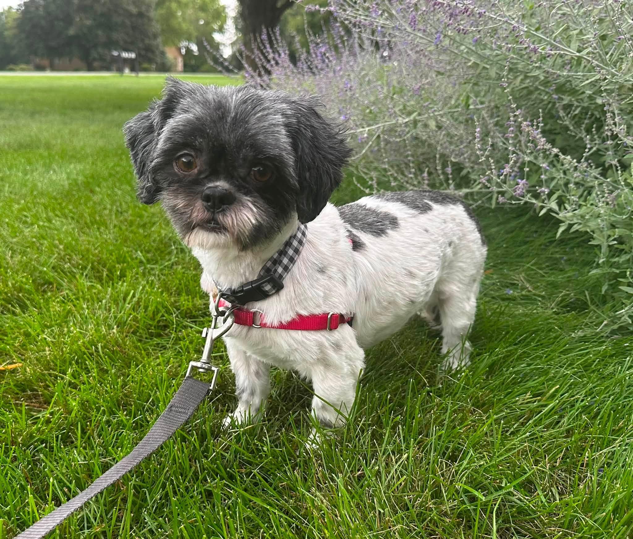 Enlarge Freya -Foster Home Needed, a ADOPTABLE Shih Tzu in Hartland, WI image 4/6