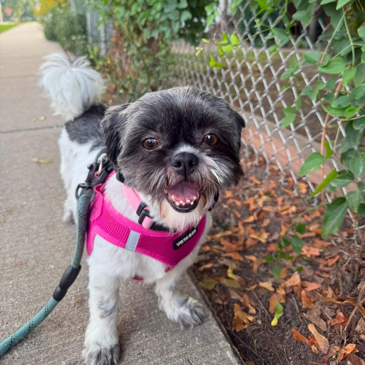 Freya, ADOPTABLE, Adult Female Shih Tzu.