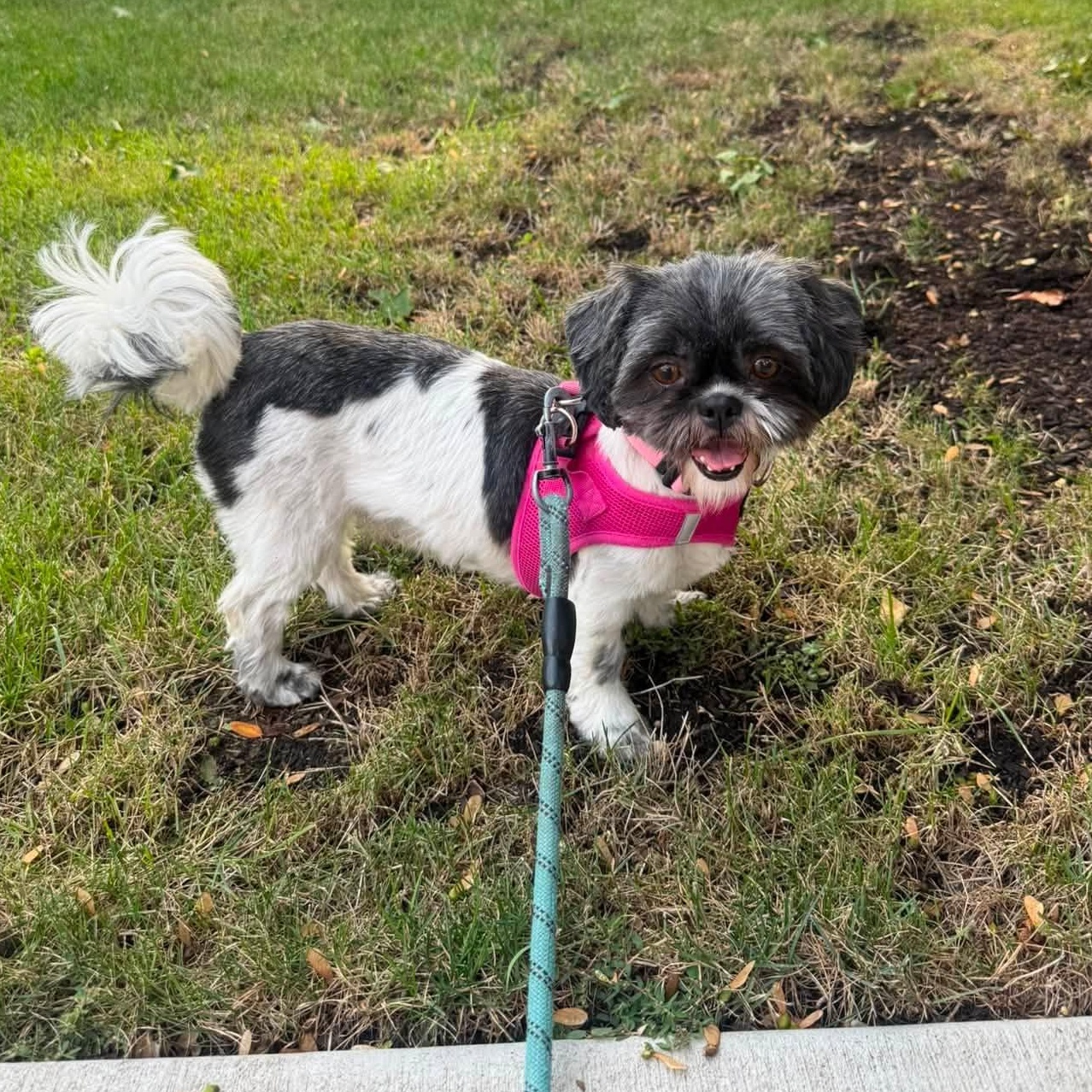 Enlarge Freya, a ADOPTABLE Shih Tzu in Hartland, WI image 2/6
