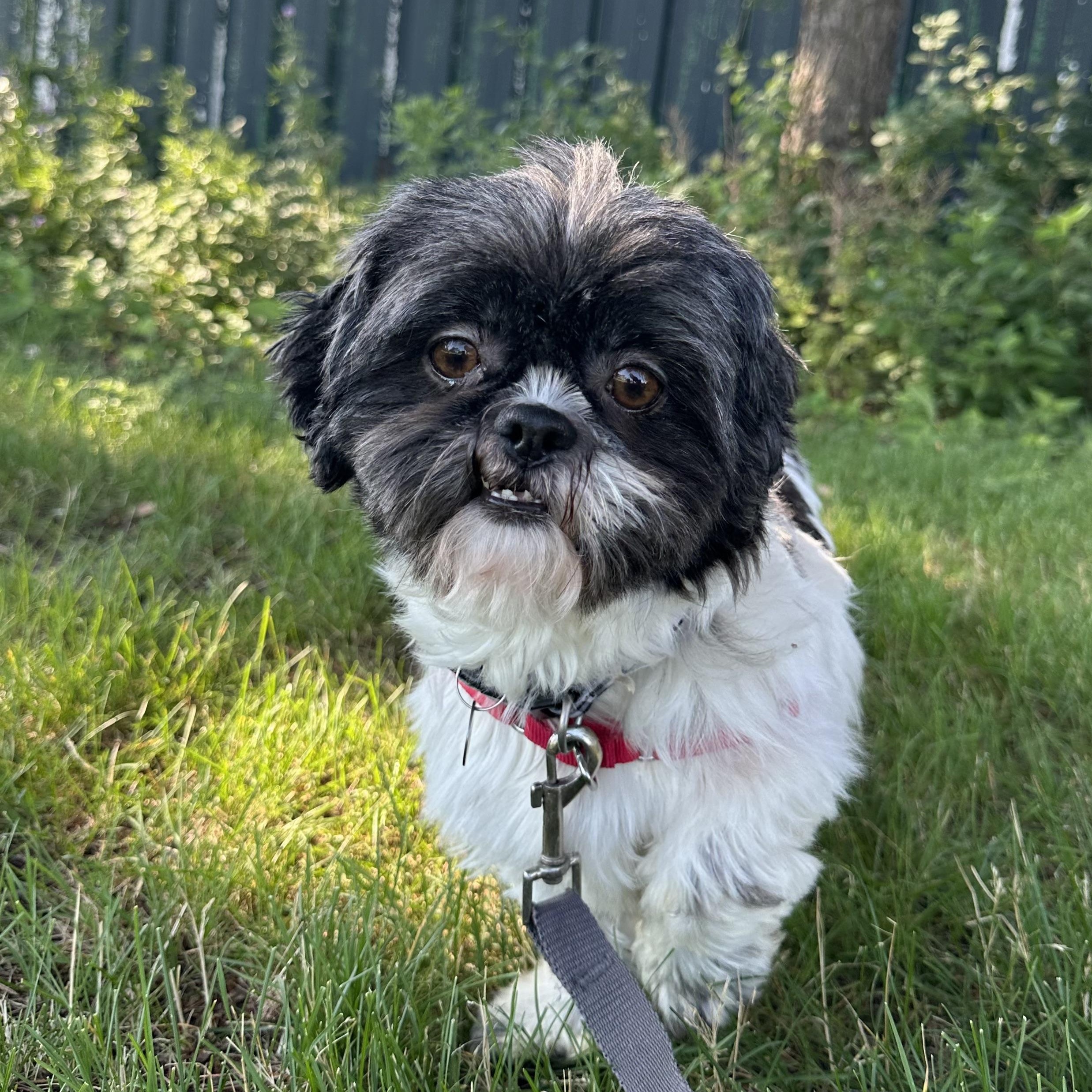 Freya (10)-Foster Home Needed, a ADOPTABLE Shih Tzu in Hartland, WI image 3/6
