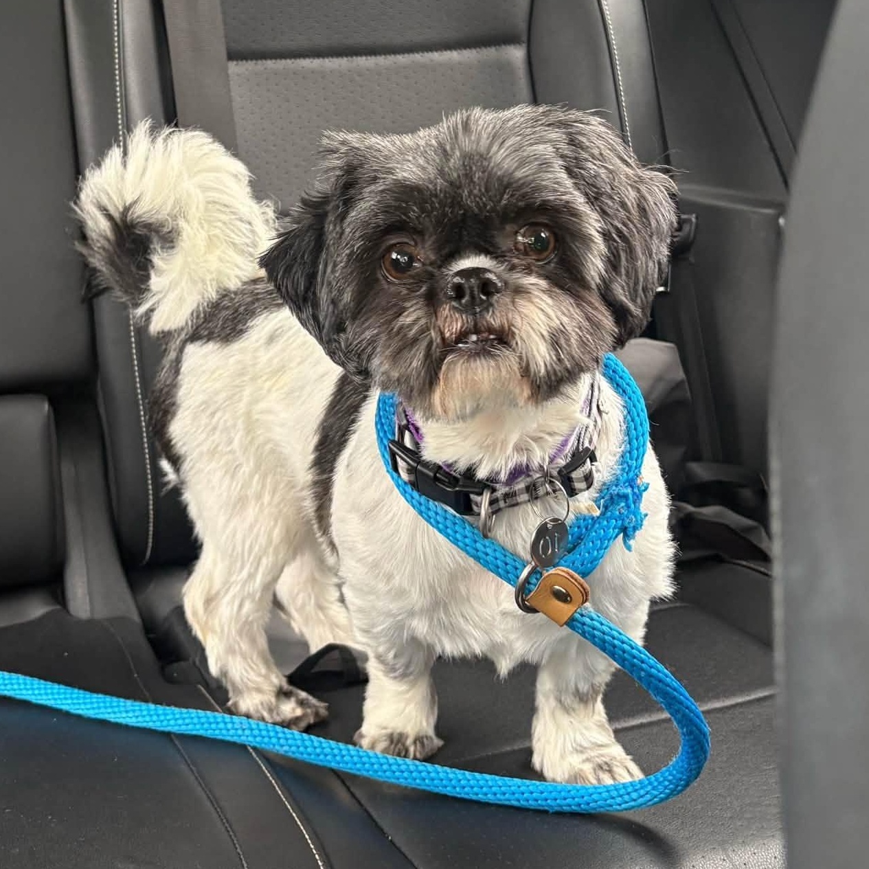 Enlarge Freya, a ADOPTABLE Shih Tzu in Hartland, WI image 4/6