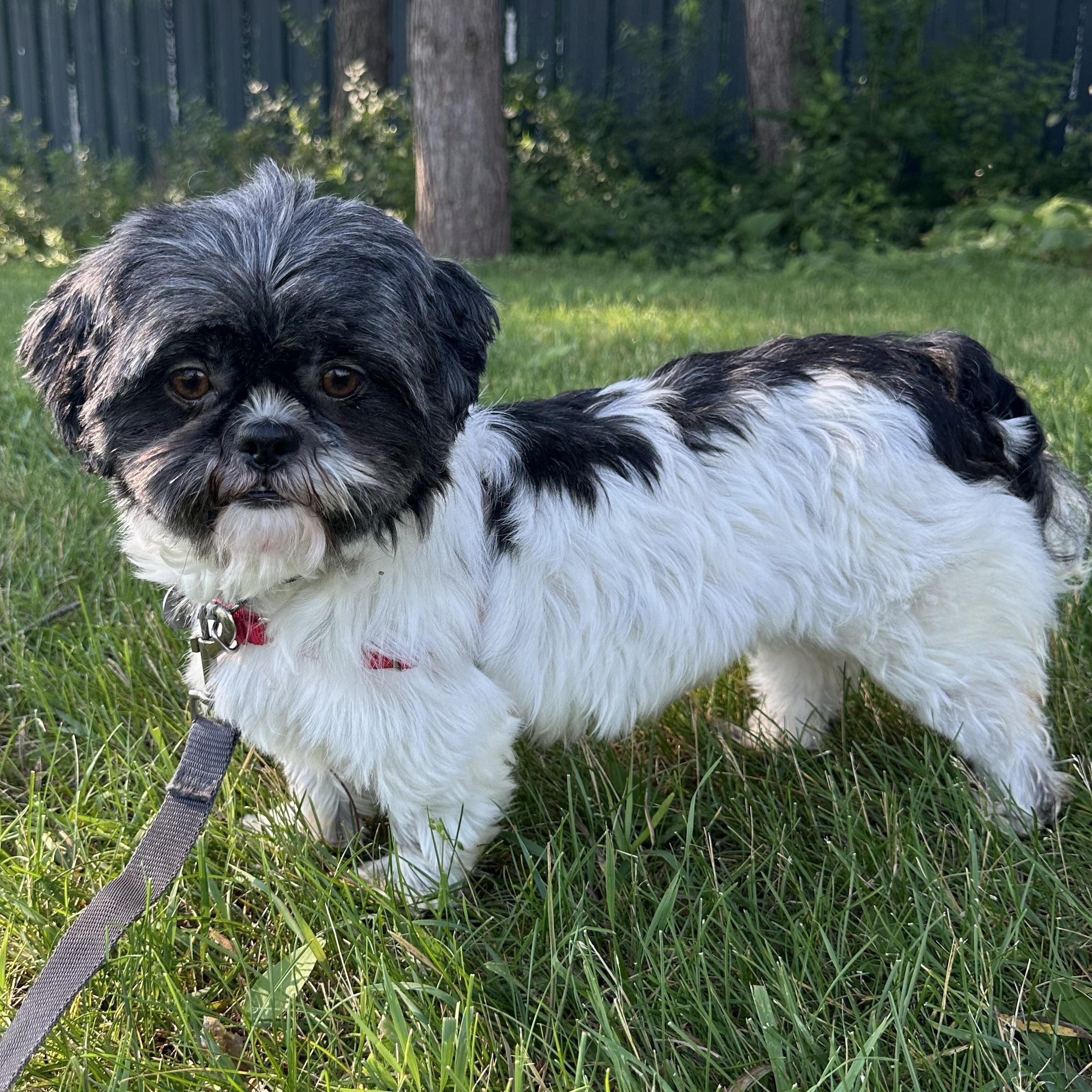 Freya (10)-Foster Home Needed, a ADOPTABLE Shih Tzu in Hartland, WI image 4/6