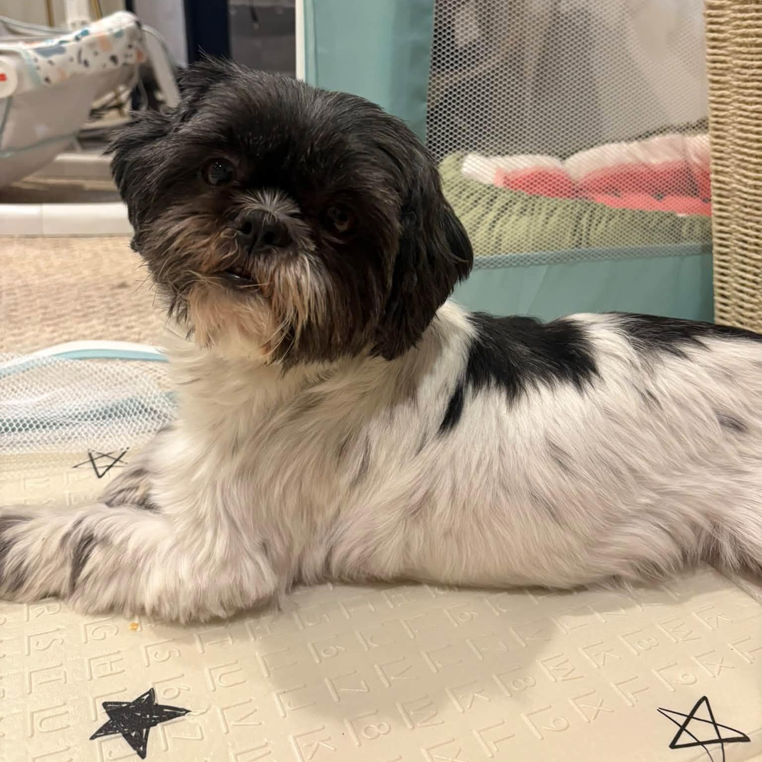 Freya, Adoptable, Adult Female Shih Tzu.