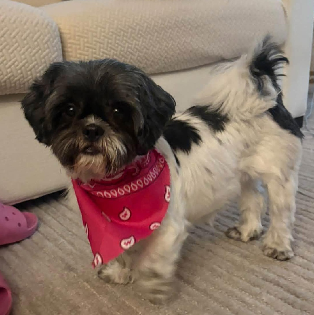 Enlarge Freya, a Adoptable Shih Tzu in Hartland, WI image 5/6