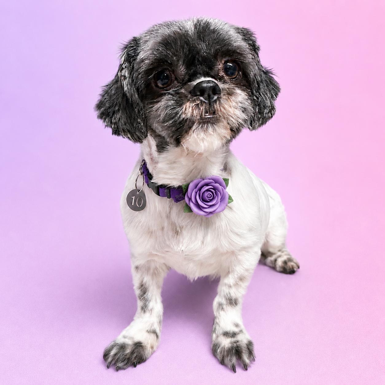 Freya (10)-Foster Home Needed, a ADOPTABLE Shih Tzu in Hartland, WI image 5/6