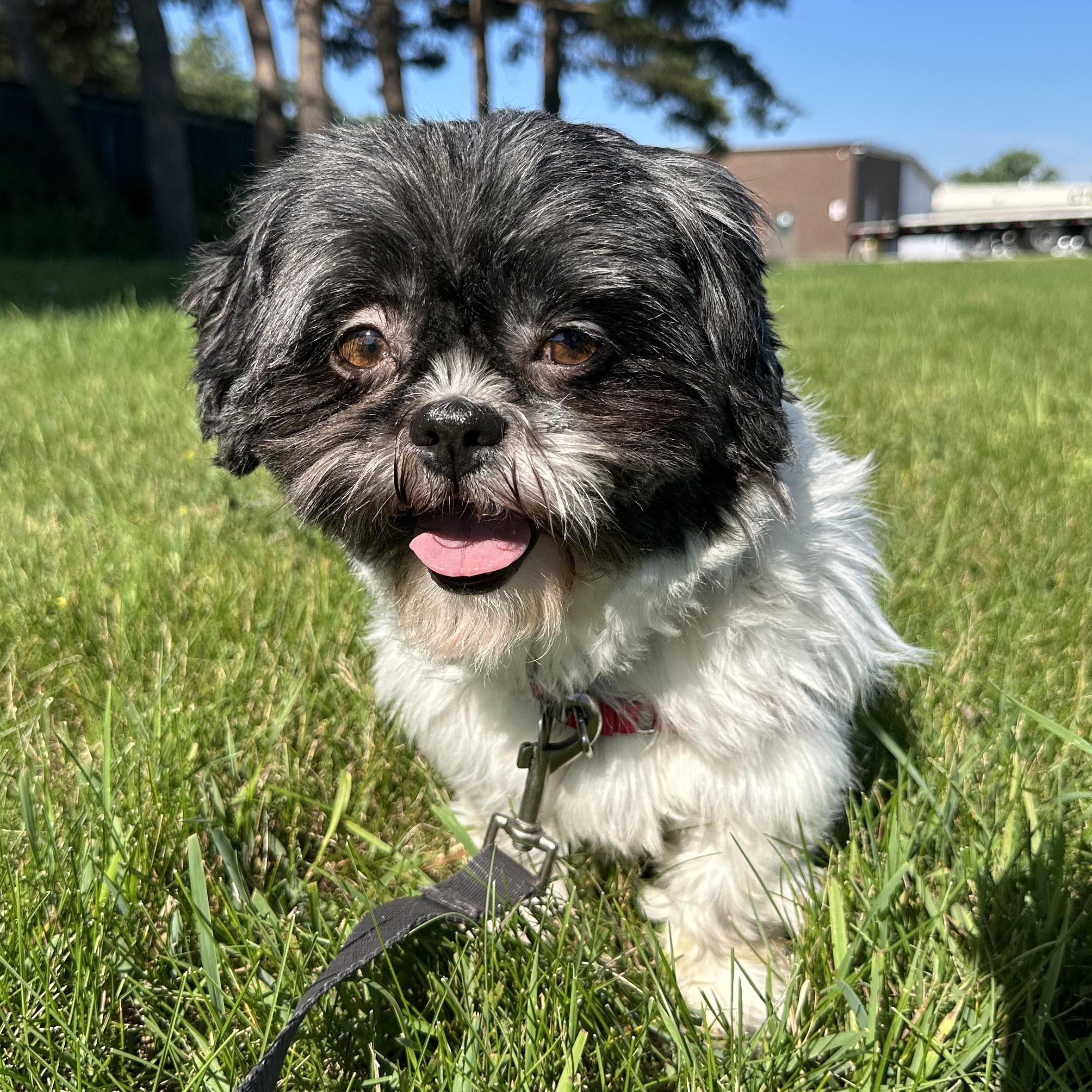 Freya (10)-Foster Home Needed, ADOPTABLE, Adult Female Shih Tzu.