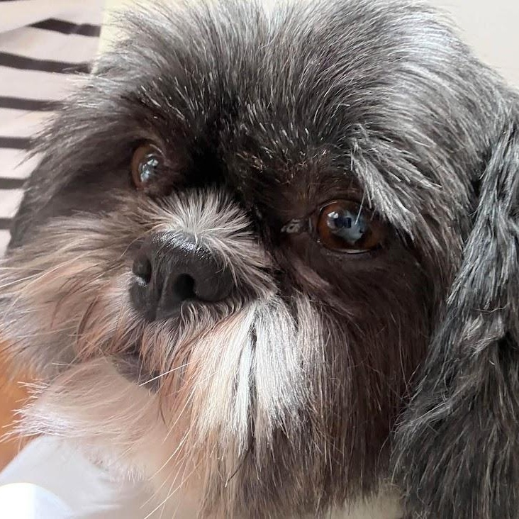 Enlarge Freya, a Adoptable Shih Tzu in Hartland, WI image 2/6