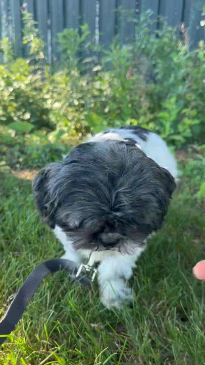 Enlarge Freya (10)-Foster Home Needed, a ADOPTABLE Shih Tzu in Hartland, WI video 6/6