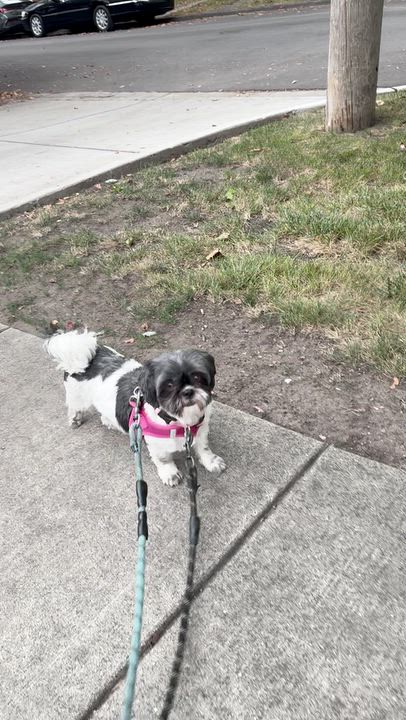 Enlarge Freya, a Adoptable Shih Tzu in Hartland, WI video 6/6
