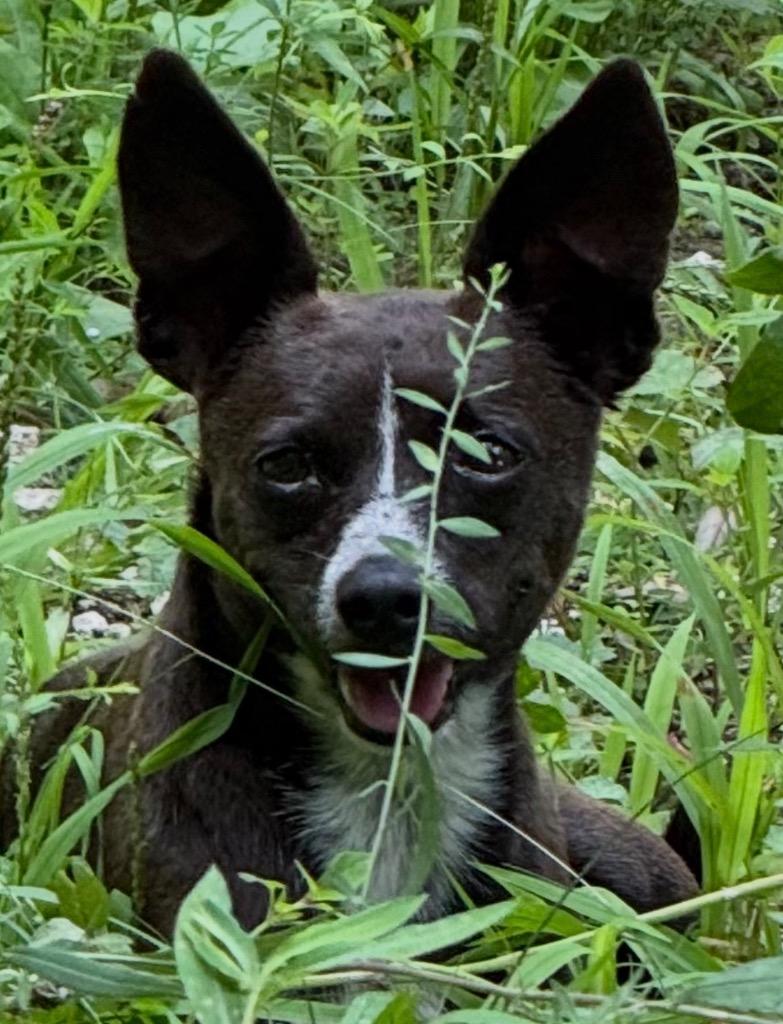 Enlarge J.J., a Adoptable Chihuahua in Crossville, TN image 1/1