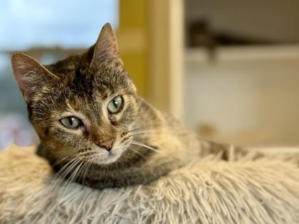 Fizzgig, Adoptable, Adult Female Domestic Short Hair.