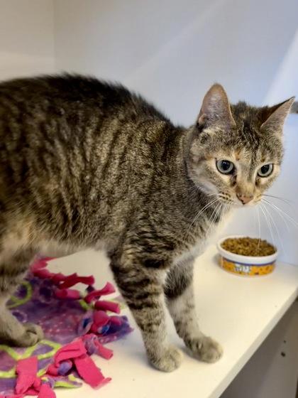 Enlarge Fizzgig, a Adoptable Domestic Short Hair in Downers Grove, IL image 2/3
