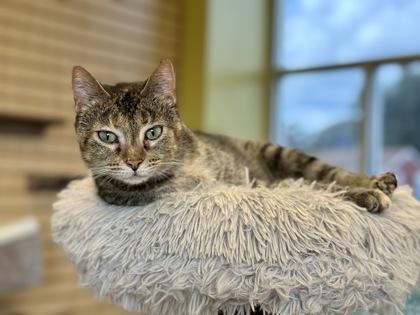 Enlarge Fizzgig, a Adoptable Domestic Short Hair in Downers Grove, IL image 3/3