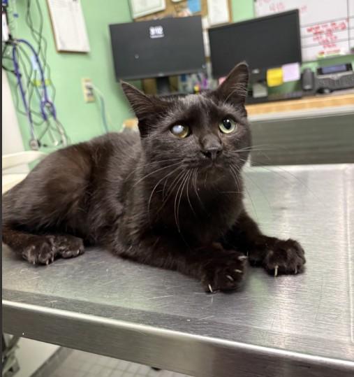JOEY, Adoptable, Young Female Domestic Short Hair.
