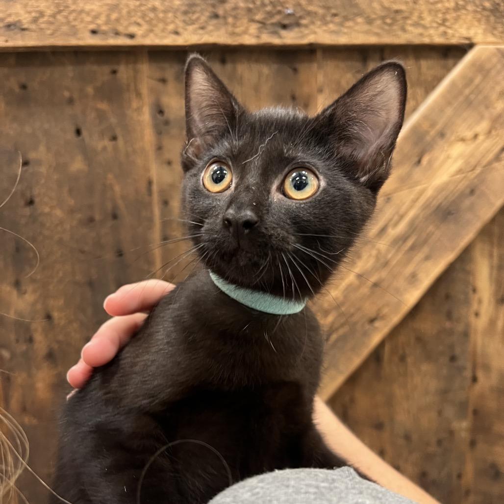 Sloane, Adoptable, Kitten Female Domestic Short Hair & Domestic Short Hair.