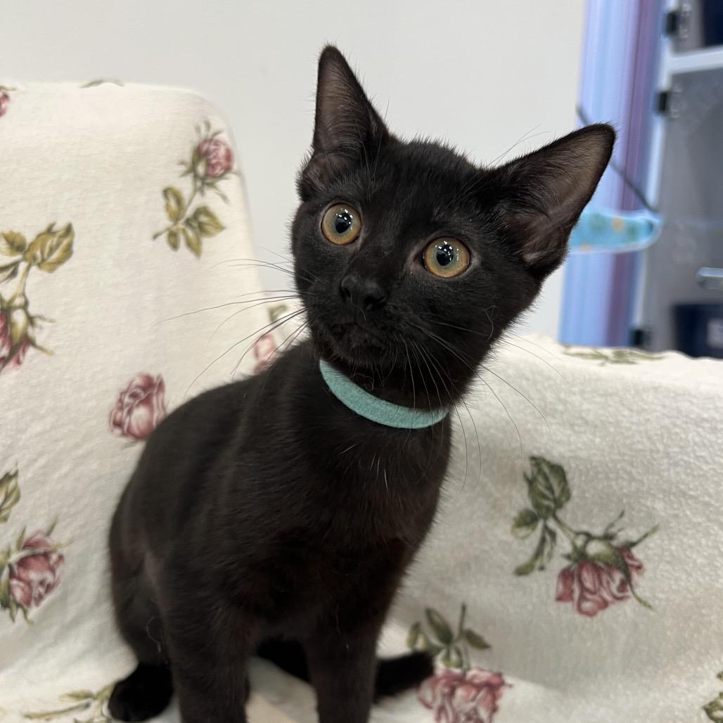 Enlarge Sloane, a Adoptable mixed breed in Chicago, IL image 2/3