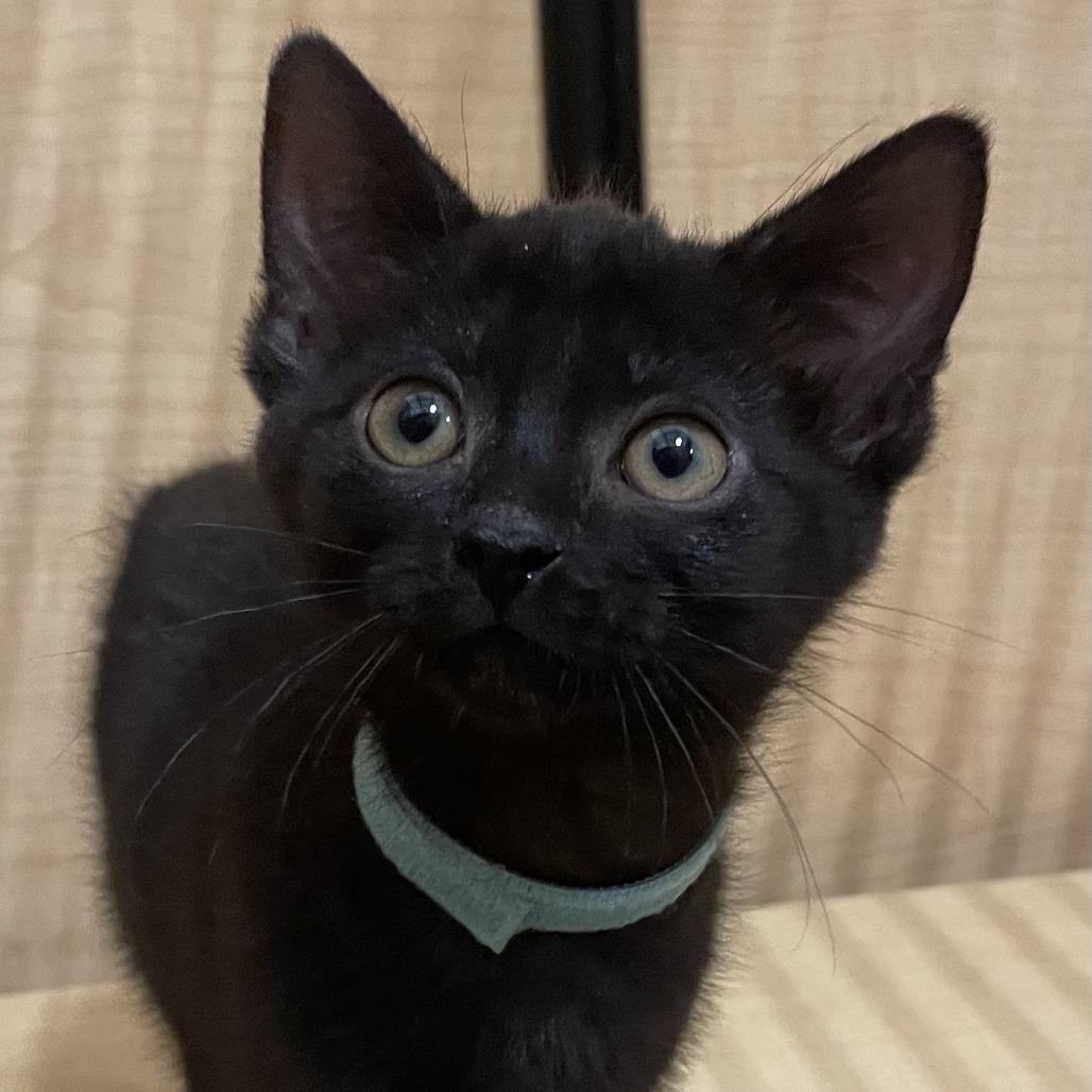 Enlarge Sloane, a Adoptable mixed breed in Chicago, IL image 1/2