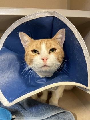 Saloon, Adoptable, Adult Male Domestic Short Hair & Domestic Short Hair.