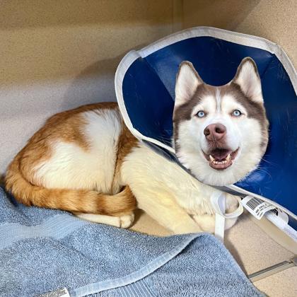 Enlarge Saloon, a Adoptable mixed breed in New Hope, PA image 2/3