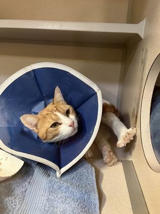 Enlarge Saloon, a Adoptable mixed breed in New Hope, PA image 3/3